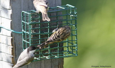 Pine Siskin at suet feeder