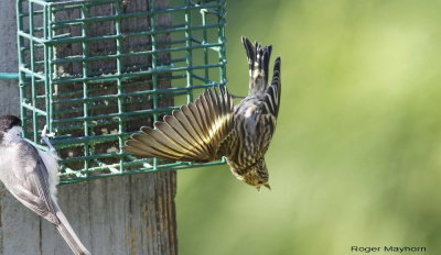Pine Siskin defending its spot