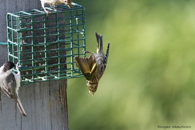 Pine Siskin ready to take on other birds