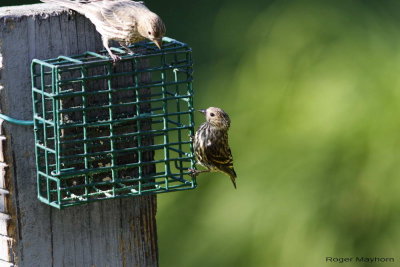 Pine Siskin looking for suet