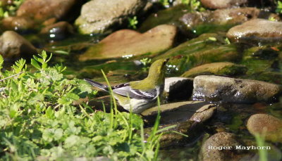 A Black-throated Green Warbler gets a drink