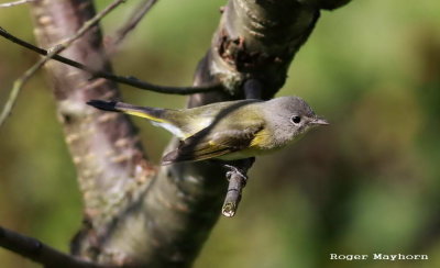 An American Redstart