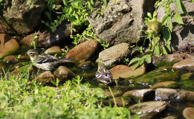 Two bathing Blackburnian Warblers with a Tennessee