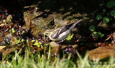 A Blackburnian Warbler comes down to bathe