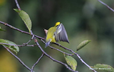 A shy Blue-winged Warbler