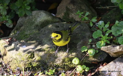 A handsome male Hooded Warbler