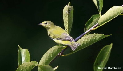 A Tennessee Warbler