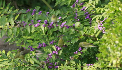 Find all 6 Tennessee Warblers in this photo