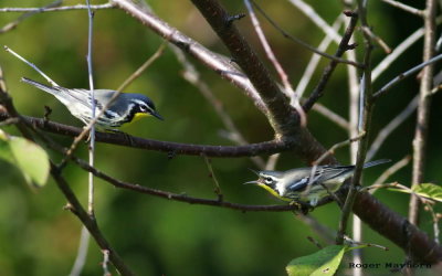 A Yellow-throated Warbler disagreement