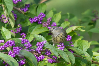 A female Cape May Warbler comes in