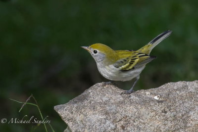 A Chestnut-sided Warbler at the stream 