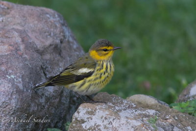 A male Cape May Warbler