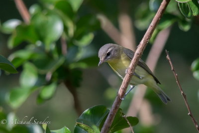A Philadelphia Vireo 