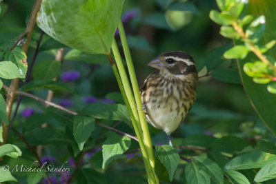  A female Rose-breasted Grosbeak drops in.
