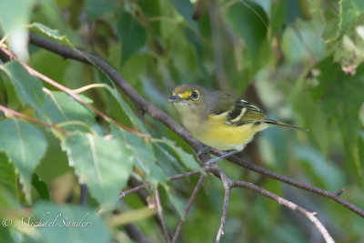  A White-eyed Vireo