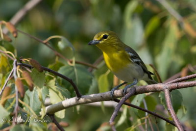  A Yellow-throated Vireo