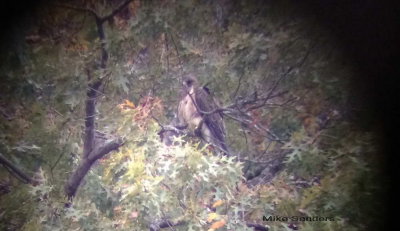 Perched Swainson's Hawk taken through Kowa scope