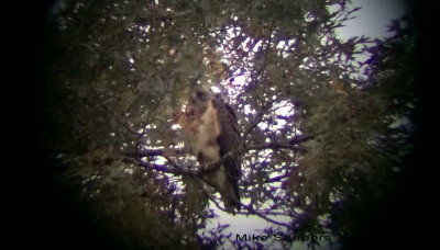 Swainson's Hawk taken through Kowa scope