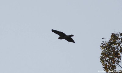 Swainson's Hawk in flight silhouette