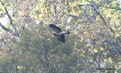 Swainson's Hawk in Buchanan County VA