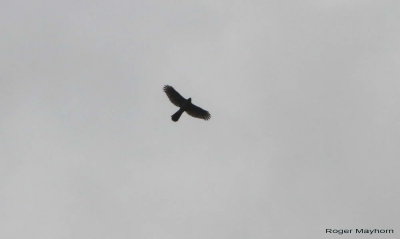 Coopers Hawk circling overhead 
