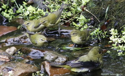 Tennessee Warblers and Scarlet Tanager in yard stream