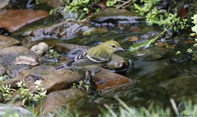 Bay-breasted Warbler in yard stream