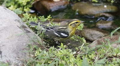 Blackburnian Warbler in yard stream