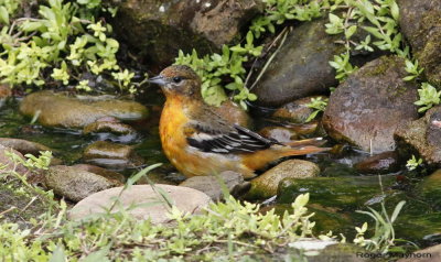 Baltimore Oriole