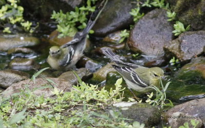Bay-breasted Warbler on left,  Blackpoll Warbler on right