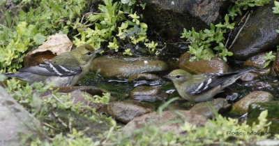 Bay-breasted Warblers