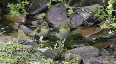 Blackpoll Warbler in front,  Bay-breasted in back, Tennessees in between