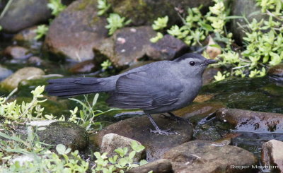 Gray Catbird in stream