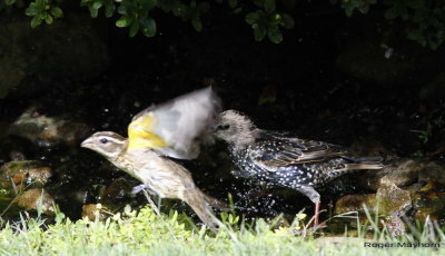 Starling chases Grosbeak away. Notice yellow underwing of female Grosbeak