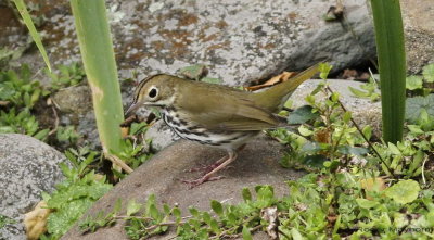 Ovenbird at stream