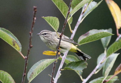 First Palm Warbler of the fall season