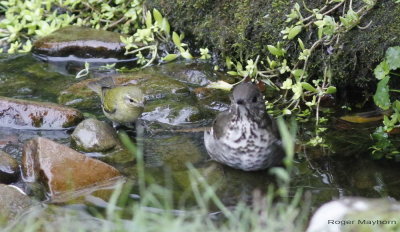 Tennessee Warbler trying to get free shower from Gray-cheeked Thrush bathing