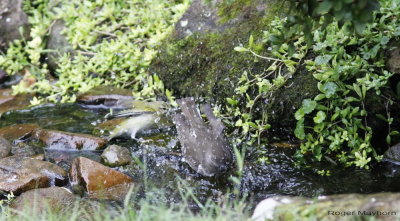 Tennessee Warbler succeeding. Gray-cheeked Thrush splashing