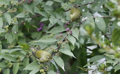 Tennessee Warblers