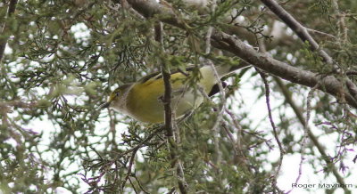 White-eyed Vireo in Red Cedar