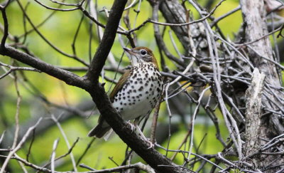 Wood Thrush