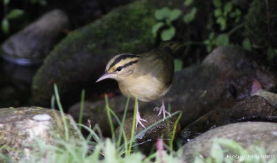 Worm-eating Warbler at stream