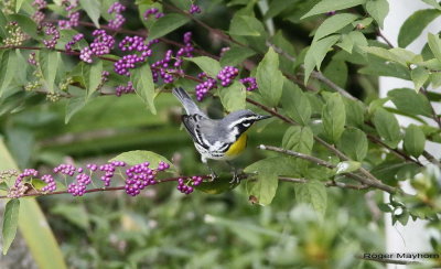 Yellow-throated Warbler on Beautyberry shrub