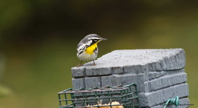 Yellow-throated Warbler at suet feeder