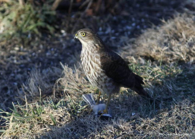 Sharp-shinned Hawk with Chickadee