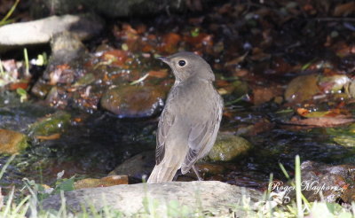 Mystery Bird