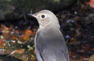 cr._1717.jpg