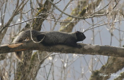 Relaxing - Melanistic Fox Squirrel