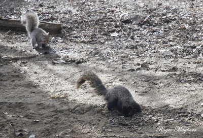 A curious Gray Squirrel -Melanistic Fox Squirrel