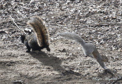 The Gray Squirrel making a getaway - Melanistic Fox Squirrel